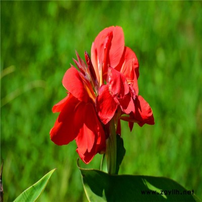 **黄菖蒲苗，基地种植大量出售，《帆顺水景》品种齐全