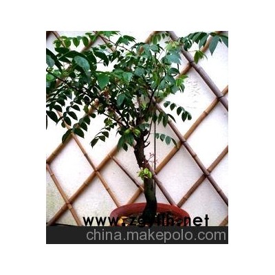 绿化苗木树木盆景