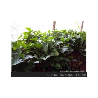 优质]绿植、生产地大量直销180#纯青叶绿萝吊兰
