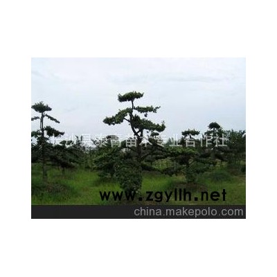 供应精品园林、庭院景观树--造型罗汉松盆景