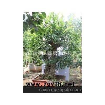 冠世榴园石榴盆景 石榴园林树 石榴树 盆景批发