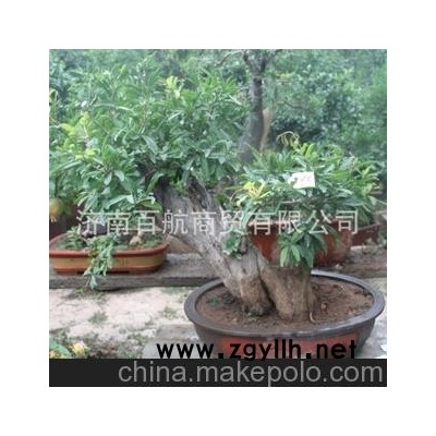 冠世榴园石榴盆景 园林树 石榴树 盆景批发