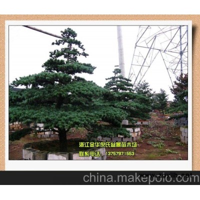 批发价大量专业供应“迎客松”造型五针松黑松盆景