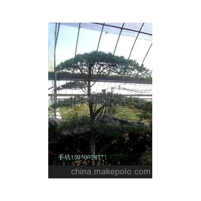 罗汉松盆景 大罗汉松盆景 树木盆景 造型盆景