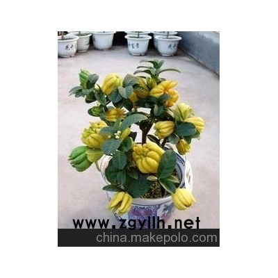 盆栽金华佛手苗 佛手 苗 佛手苗6年苗保证鲜活 室内花卉