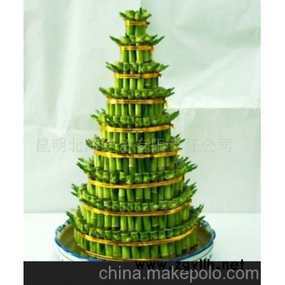 批发供应鲜花、盆栽花卉开运竹、花草盆景