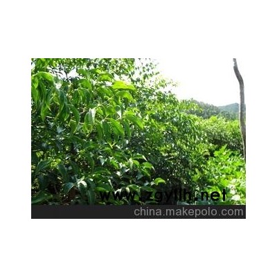 长期供应广伞枫 富贵树 广震枫苗 发财树 幌伞枫