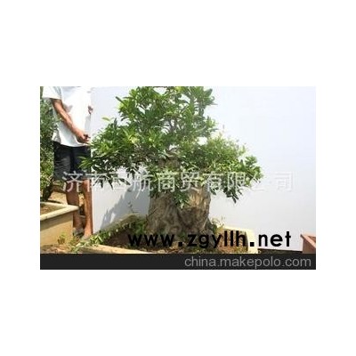 冠世榴园石榴盆景 石榴园林树 石榴树 盆景批发鲁新派盆景