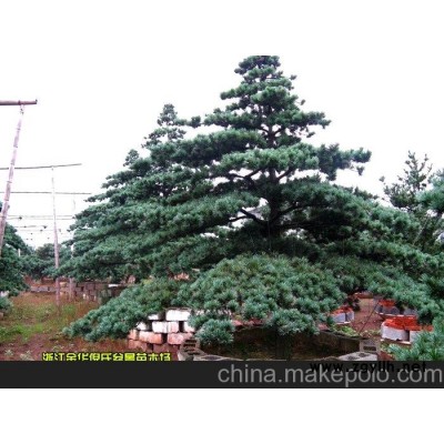 批发价大量专业供应“迎客松”造型五针松盆景