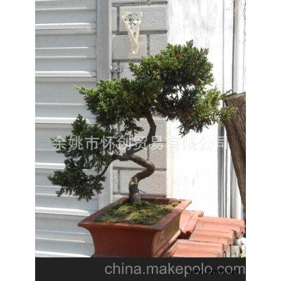 供应造型各异柏树盆景，古朴自然大中小型精品盆景