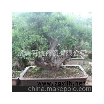 冠世榴园石榴盆景 石榴园林树 石榴树 盆景批发博览会得奖