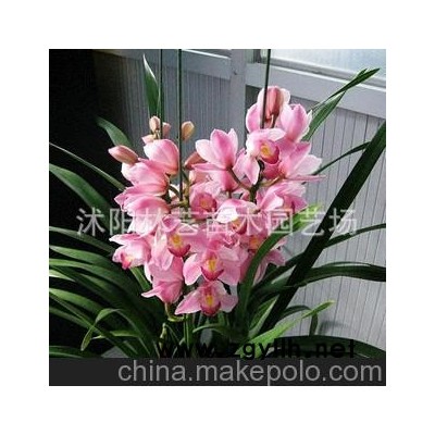 盆栽花卉兰花苗大花蕙兰 蝉兰 虎头兰当年开花大花惠兰 14色供选