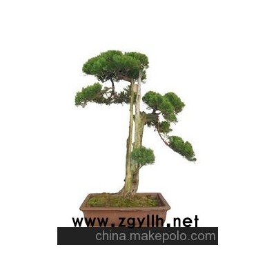 北京华殷苑盆景园销售盆景租摆盆景卖盆景龙柏艺术树桩盆景