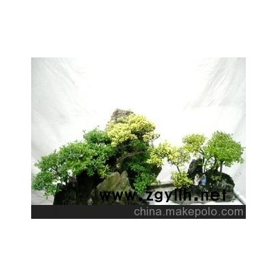 百吉花园大量供应批发零售各类花草树木盆景