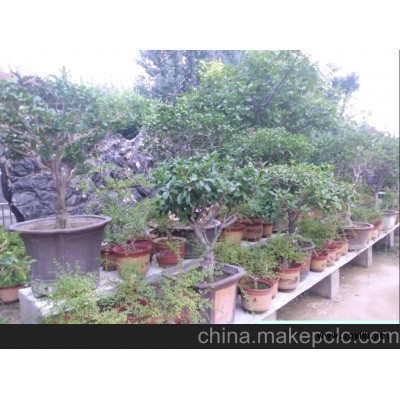 专业种植出售桂花盆景 精品造型榆树盆景 花卉盆景