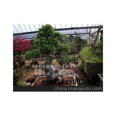 榆树盆景 绿化苗木 榆树 榆树 榆树盆景