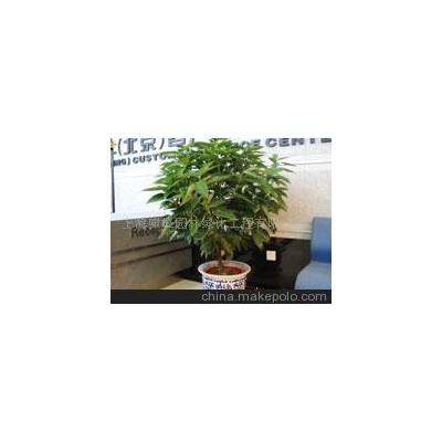 供应园林景观工程租赁各种花卉盆景