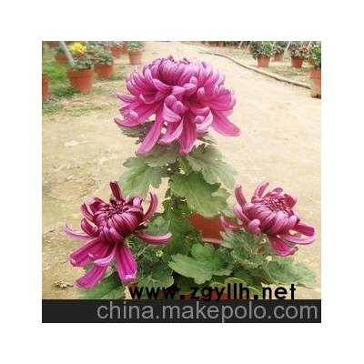 菊花大苗 菊花盆栽 绣球 花卉植物 当年开花 多个品种