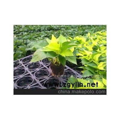 绿萝/吊兰/黄金葛 防辐射植物 办公室花卉盆栽 水培绿植创意盆景