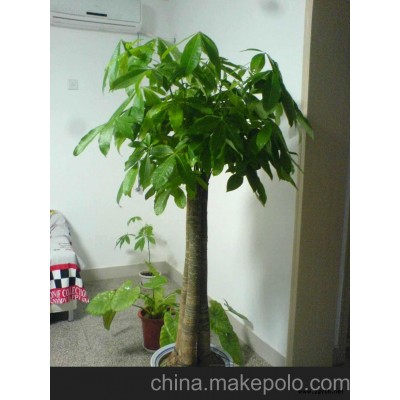 萧山会议盆景摆放形式 萧山会议桌签盆景摆放 萧山会议室盆景