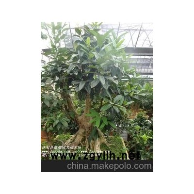 供应 苦丁茶盆景 苦丁茶 苦丁茶盆栽 苦丁茶树桩 古桩盆景