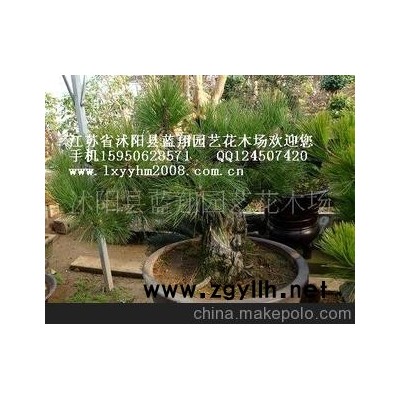 大黑松盆景 大紫薇盆景 大五针松盆景 龙柏盆景