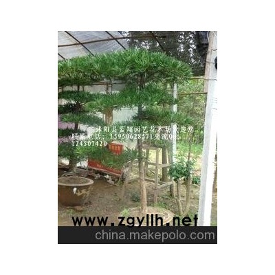 现货供应罗汉松盆景 自己造型 专业培植罗汉松盆景