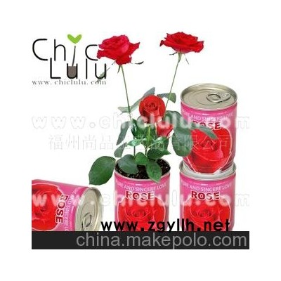 铁罐花--玫瑰，迷你种植，提供OEM订做