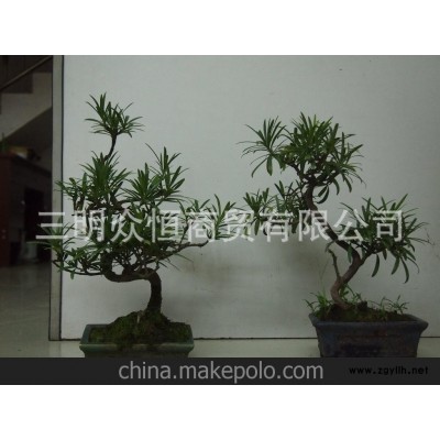 批发 优质室内摆设 山水盆景 景观盆景