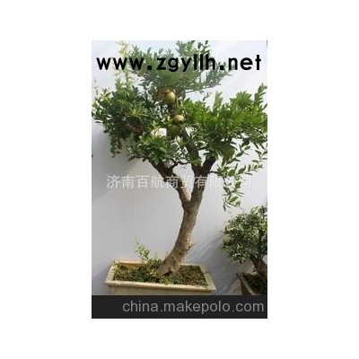 冠世榴园石榴盆景 石榴园林树 石榴树 盆景批发家居绿化