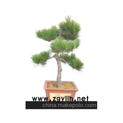 北京黑松盆景，北京罗汉松盆景，北京赤楠盆景，北京销售盆景