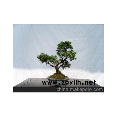 北京华殷苑盆景园12月销售小型罗汉松、真柏、冬青小型办公盆景