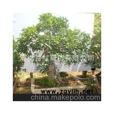 冠世榴园石榴盆景 石榴园林树 石榴树 盆景批发开花石榴盆景