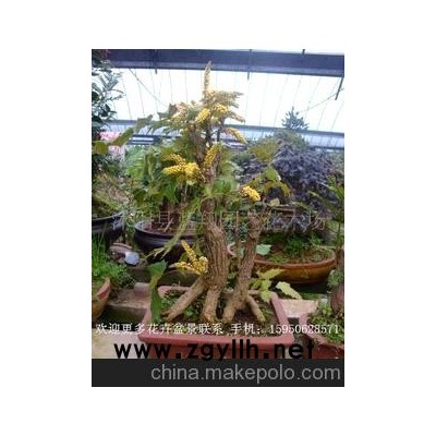 出售 功劳 功劳苗木 绿化苗 功劳盆景