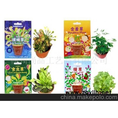 微型盆栽，小盆栽,迷你盆栽,时尚园艺