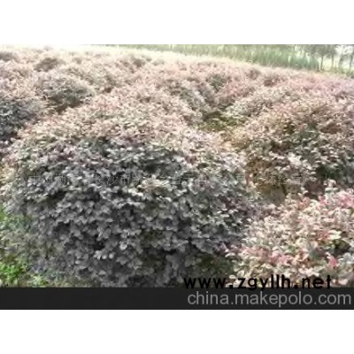 红花继木球型，树桩，盆景-红花继木球型,树桩,盆景