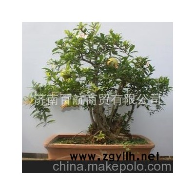 冠世榴园石榴盆景 石榴园林树 石榴树 盆景批发 行业