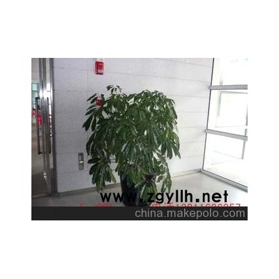 北京租花公司 朝阳租花公司