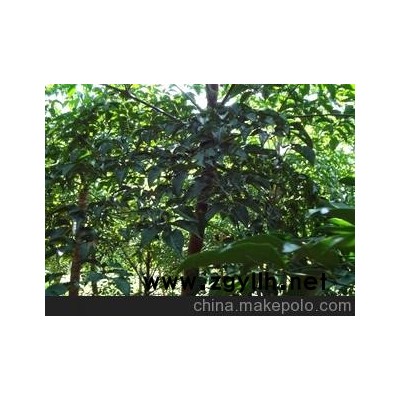 长期供应富贵树苗 广伞枫 幌伞枫 广震枫