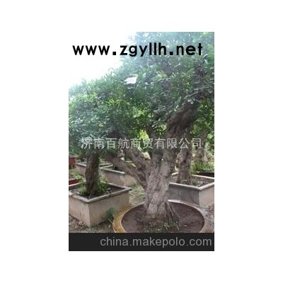 冠世榴园石榴盆景 石榴园林树 石榴树 盆景批发艺术欣赏