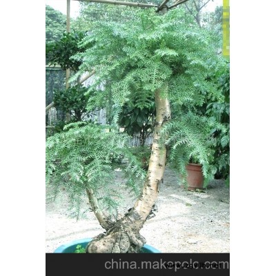 东莞鸿盛花木园艺场销售优质不老松金钱兜榕树盆景