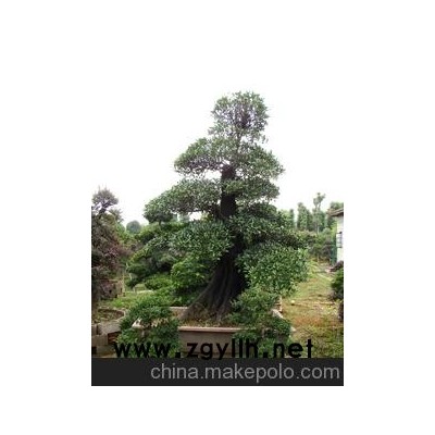 湖南长沙供应金弹子盆景 金弹子盆栽 金弹子盆景