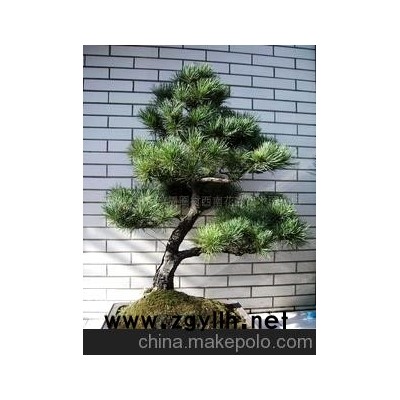 五针松盆景，日本大阪松盆景，金针大阪松盆景