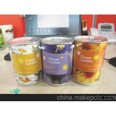 时尚园艺DIY 迷你植物（白晶菊） DIY盆景 室内装饰 提供OEM订做