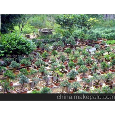 冠世榴园石榴盆景，园林树