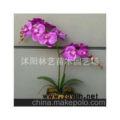 正宗蝴蝶兰 中小苗 洋兰 蝴蝶兰花苗盆栽花卉