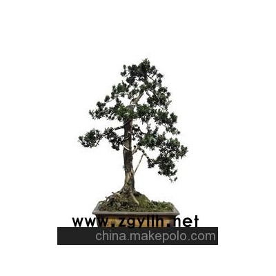 华殷苑盆景园销售北京盆景，卖盆景，租罗汉松盆景