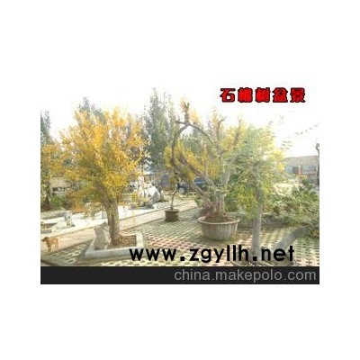价格实惠 中小型 优质石榴树盆景