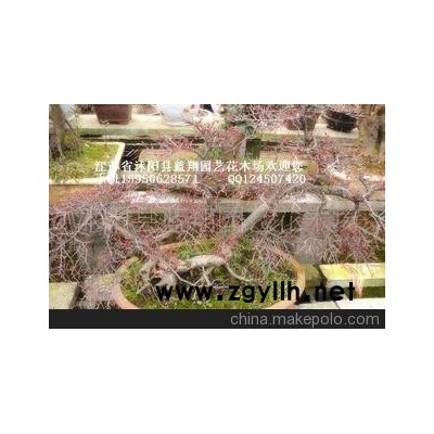 铺地蜈蚣盆景 铺地蜈蚣盆景 火棘盆景 盆景