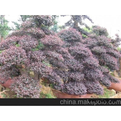 红花继、红继木桩、红花继木盆景